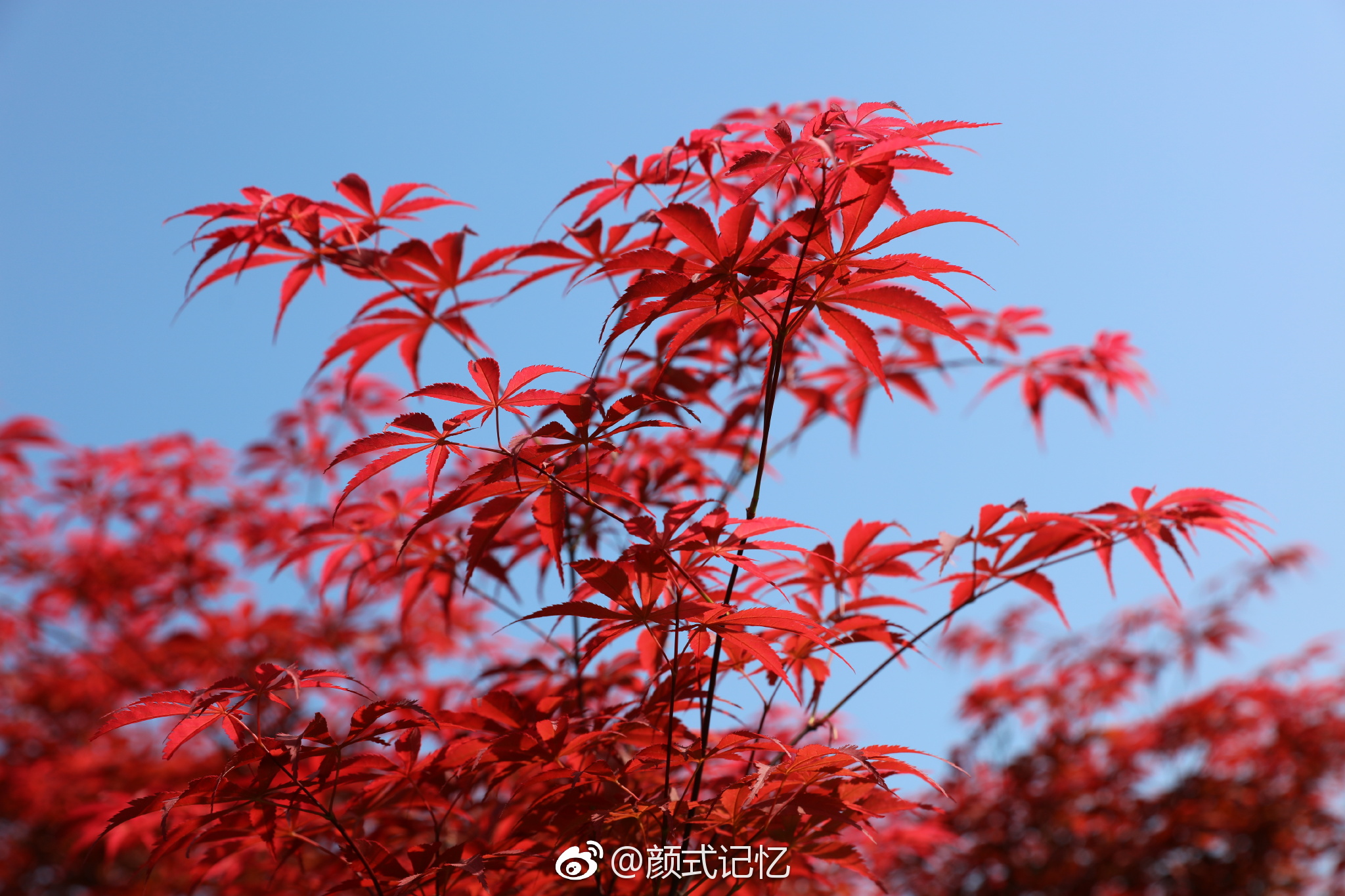 赏红叶,何须秋高;重庆武隆红枫正红一一红枫(前天摄于重庆武隆)