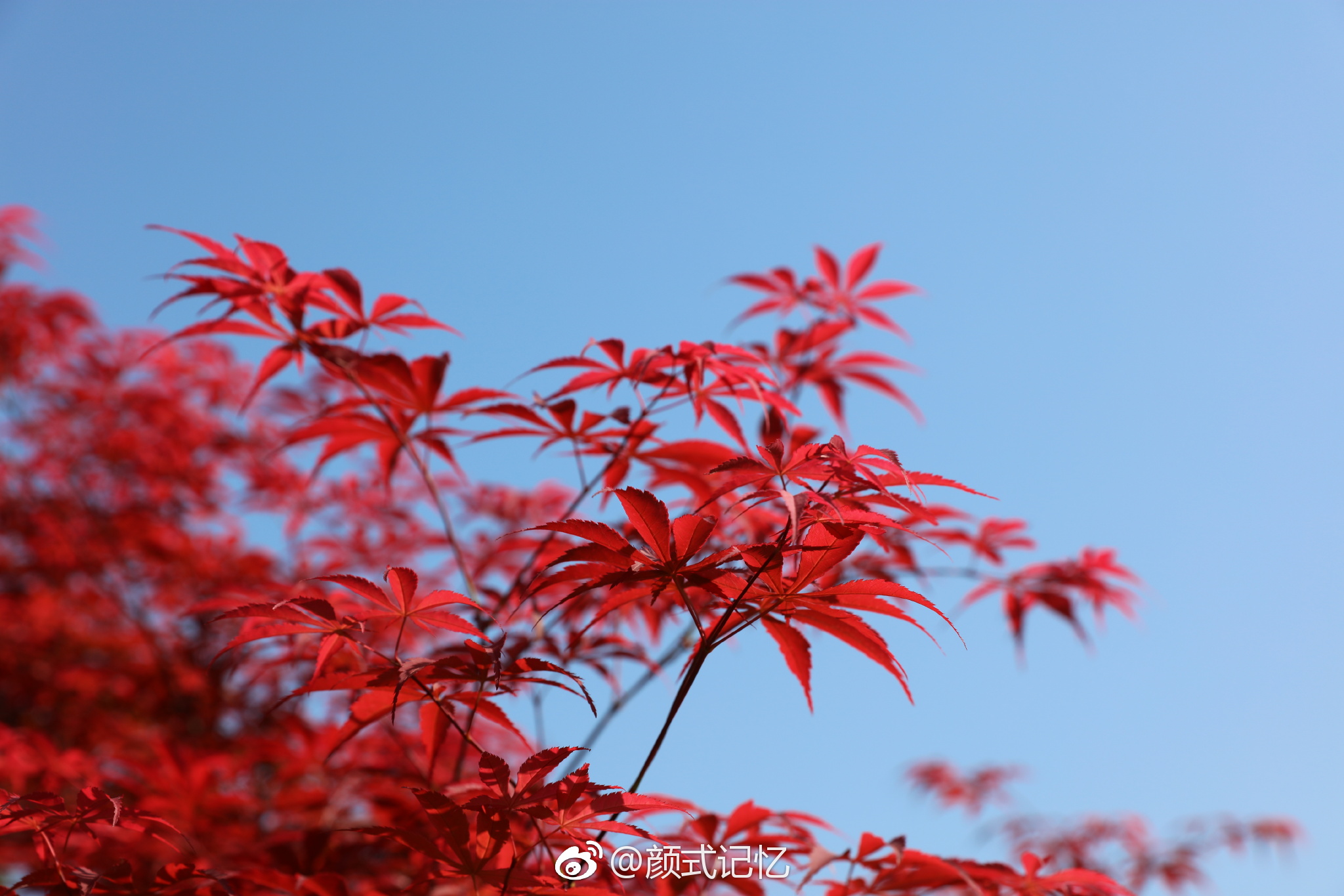 赏红叶,何须秋高;重庆武隆红枫正红一一红枫(前天摄于重庆武隆)