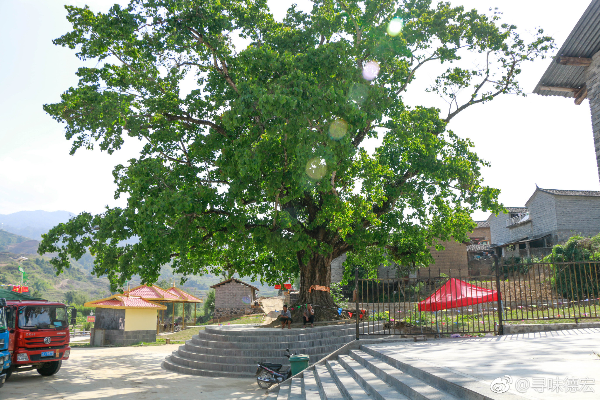 百年菩提的倾诉|菩提树|界岭|菩提叶_新浪新闻