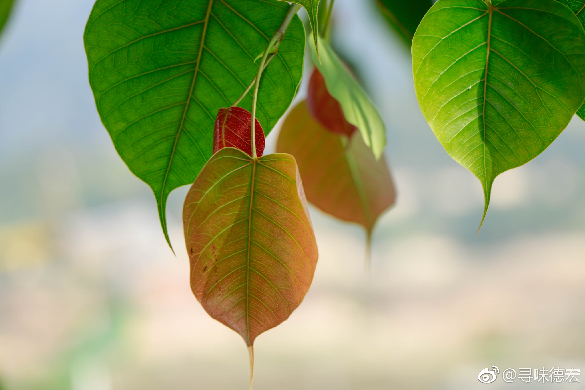 百年菩提的倾诉|菩提树|界岭|菩提叶_新浪新闻