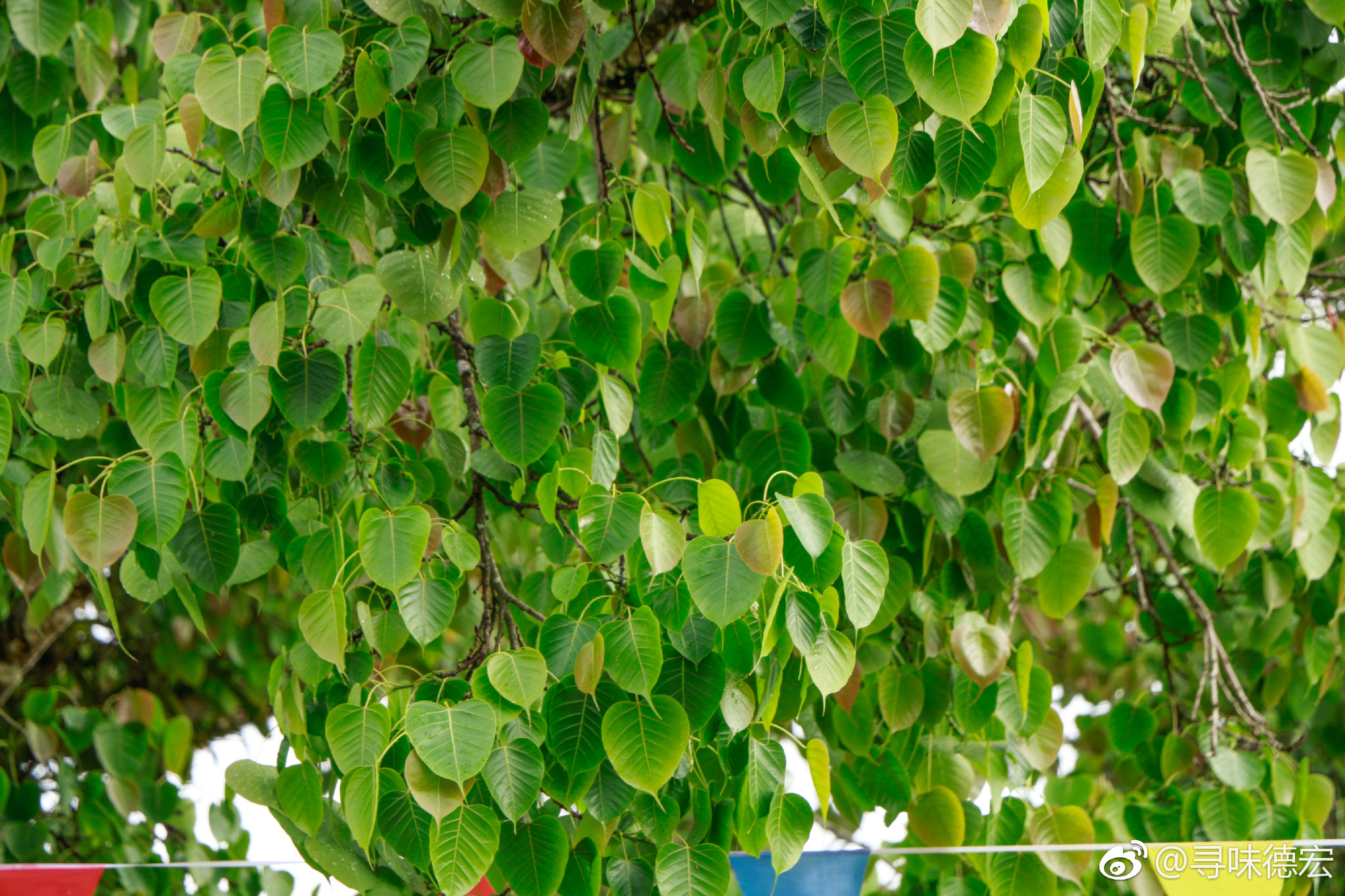 百年菩提的倾诉|菩提树|界岭|菩提叶_新浪新闻