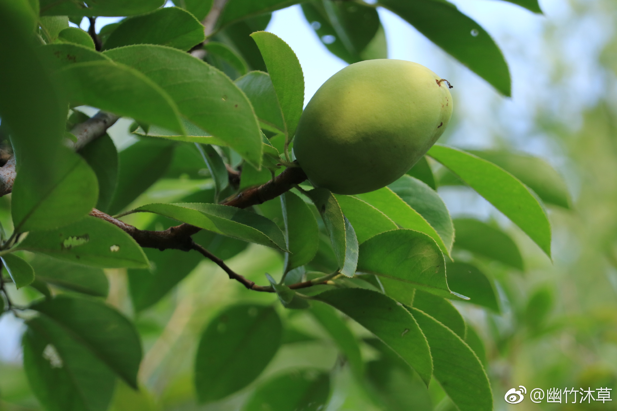 果子们.|果子_新浪新闻