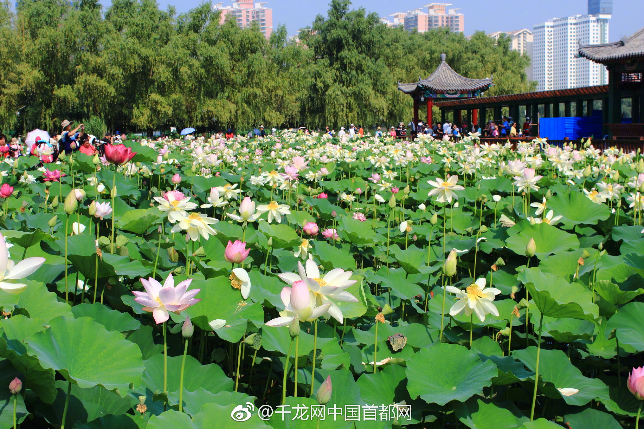 盛夏莲花池成为摄影爱好者聚集地