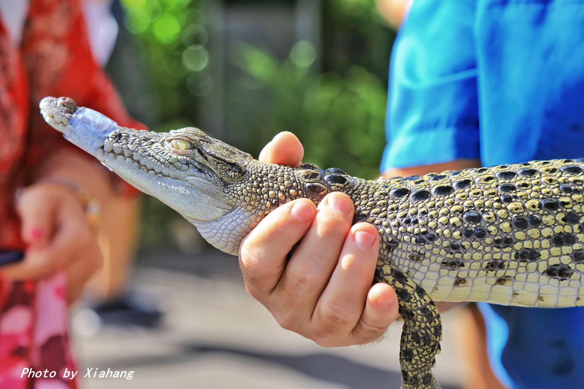 哈特利|鳄鱼|凯恩斯_新浪新闻