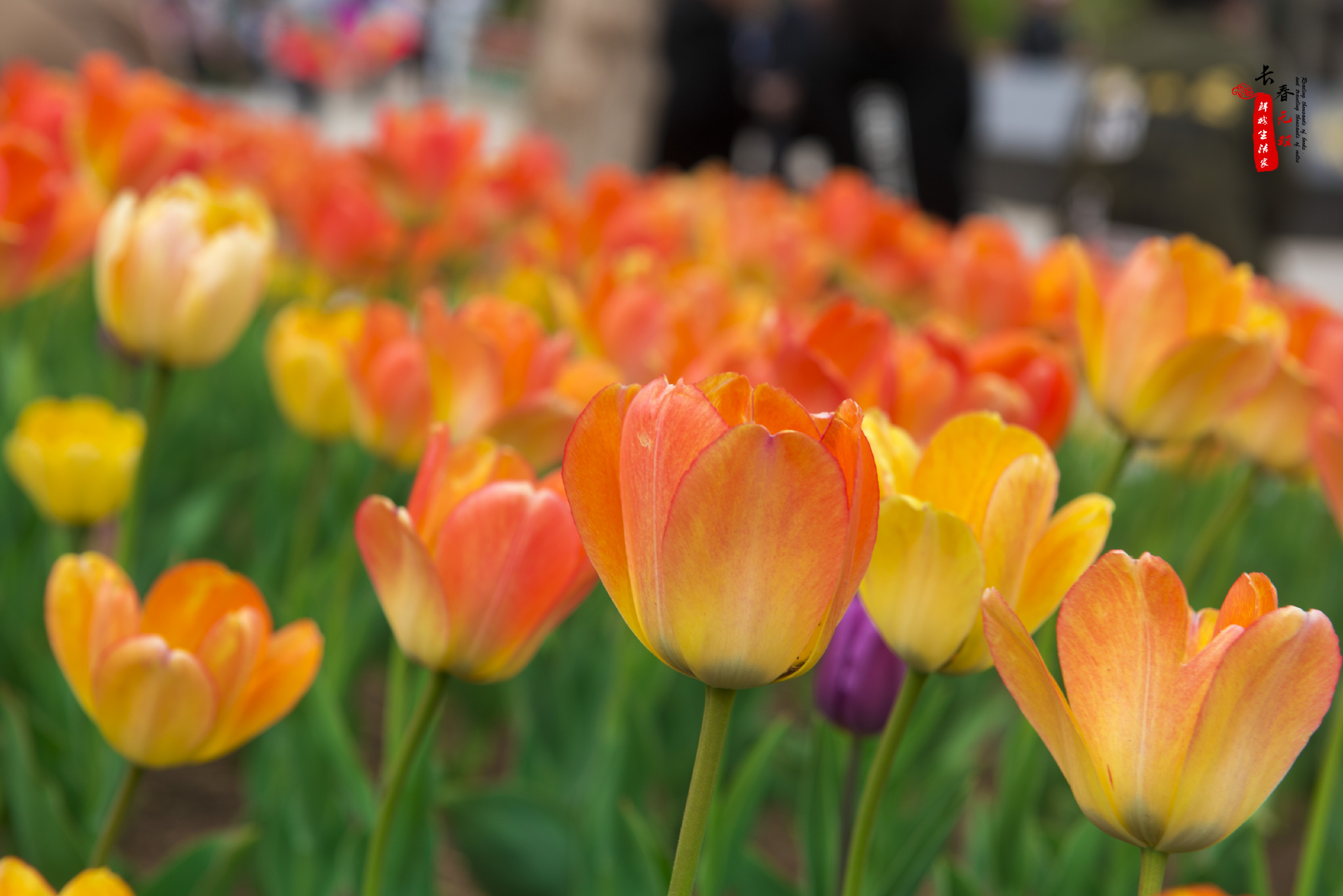 新浪吉林旅游 @吉林省旅游发展委员会  @长春发布 @长春市旅游局