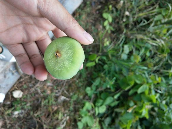 农村树上这种果子,分公母像秤砣,能做凉粉,很多人没见过