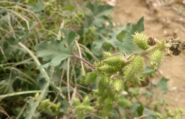 见到了这个好久没见过的苍耳子,这个可是治疗鼻炎的良药.