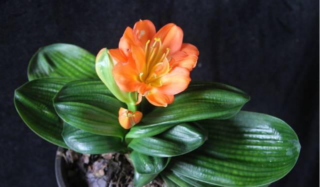 君子兰标出8位数字高价,是真的有价值,还是有价无市?