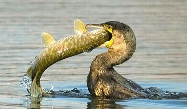 自然界动物捕食精彩瞬间,那条鱼真没想到,在死之前还能在天上飞