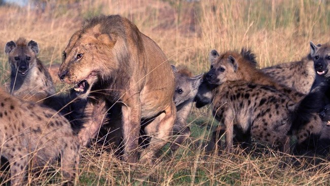 老虎遇上狼群,打起来谁会获胜?网友的答案是正解|狼群|狼|鬣狗_新浪网