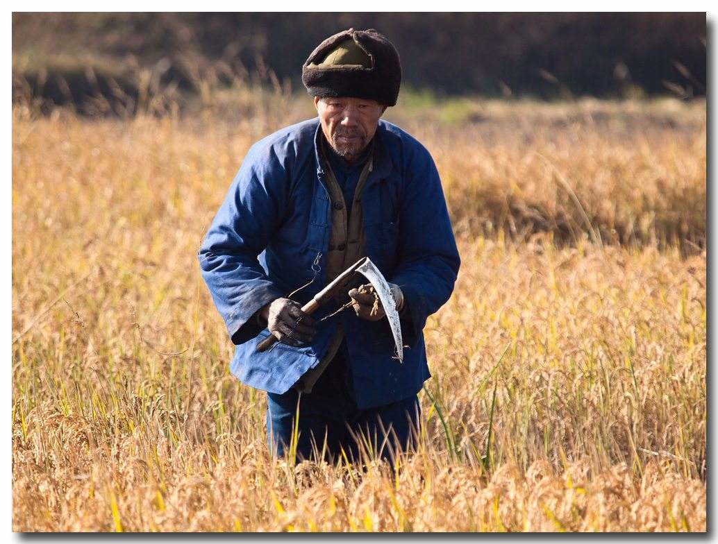 农村这种草在国外是做菜的香料很受欢迎农民却把它当做杂草