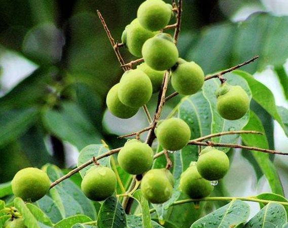 农村特有的"肥皂树",搓一搓果实就有泡沫,是天然的"洗洁精"