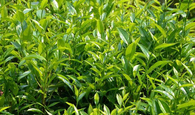 为何高山云雾中容易出好茶?高山茶平地茶如何分辨?