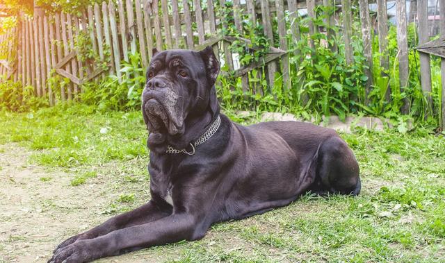 不知道你会不会这么想|罗威纳|卡斯罗|狗狗_新浪新闻