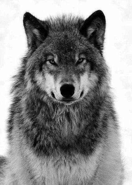 一只北美孤狼如何才能杀掉一头北美野牛