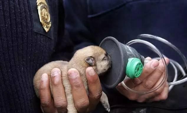 人类冒险拯救动物感人