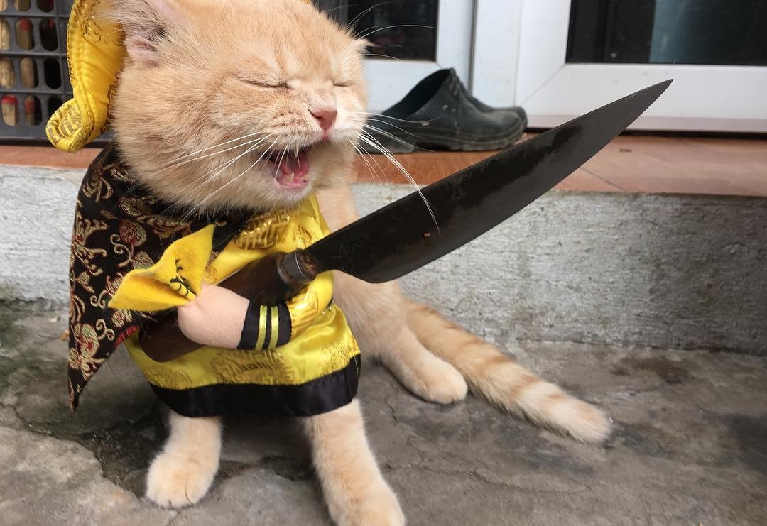 遇到最可爱的鱼贩 | 他是一只三岁大的猫,他的主人名叫 le quoc phong