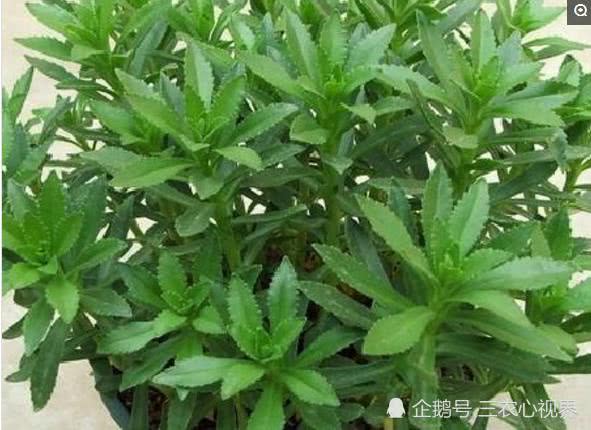 农村经典的5种野味也是珍贵的中草药想吃新鲜野菜的抓紧哦