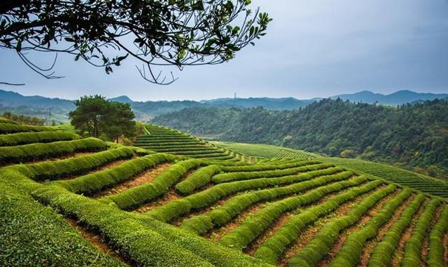 茶香中國——婺源茗眉