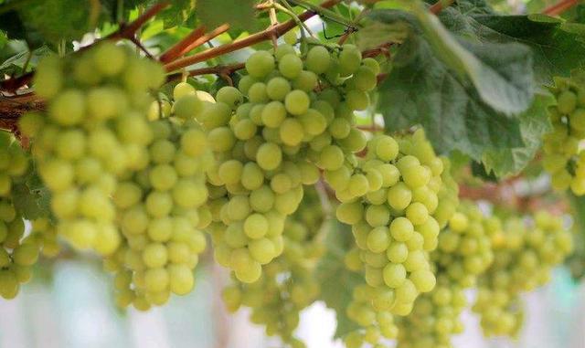 荔枝味儿的葡萄,果然名不虚传