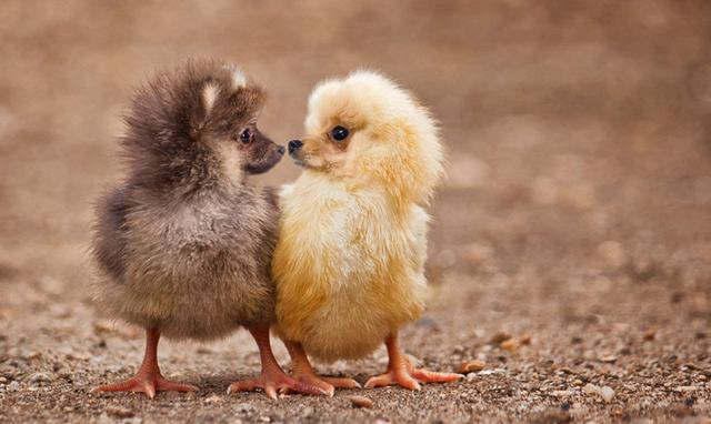 让人难以置信的动物杂交幻想图