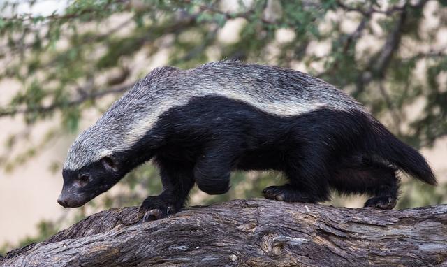 平头哥蜜獾不仅能打架, 也会使用工具, 是一种高