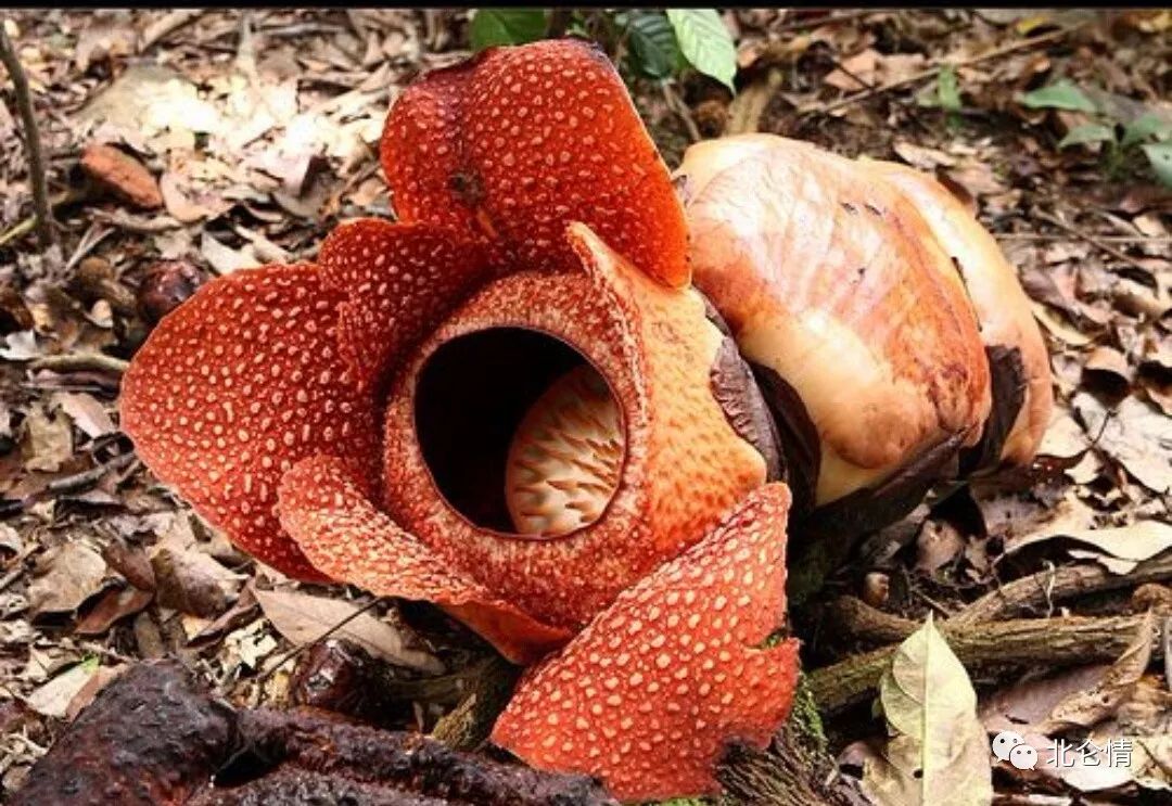 地球上大约有500多种食肉植物,如猪笼草,瓶子草,捕蝇草,毛毡苔等等,但
