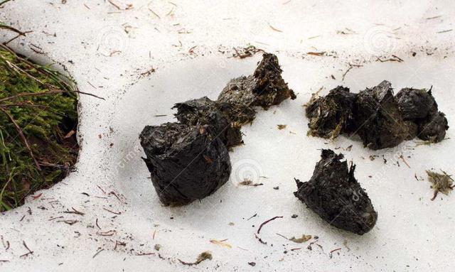 《雪日大便》大雪纷纷下,乌鸦啃树皮.风吹屁股冷,不如在屋里.