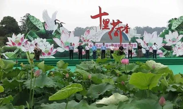 重庆永川十里荷香2000余亩荷花盛放,快来赏荷采莲吧