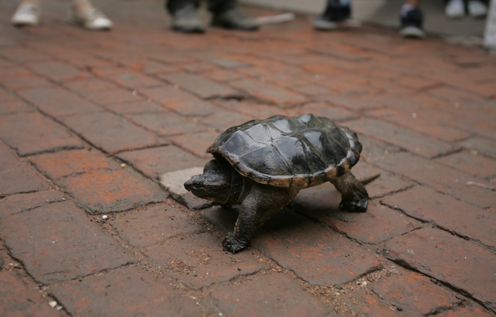 鳄龟失踪一年后现身 没人喂居然长大一圈|鳄龟|民工|巴西龟_新浪新闻