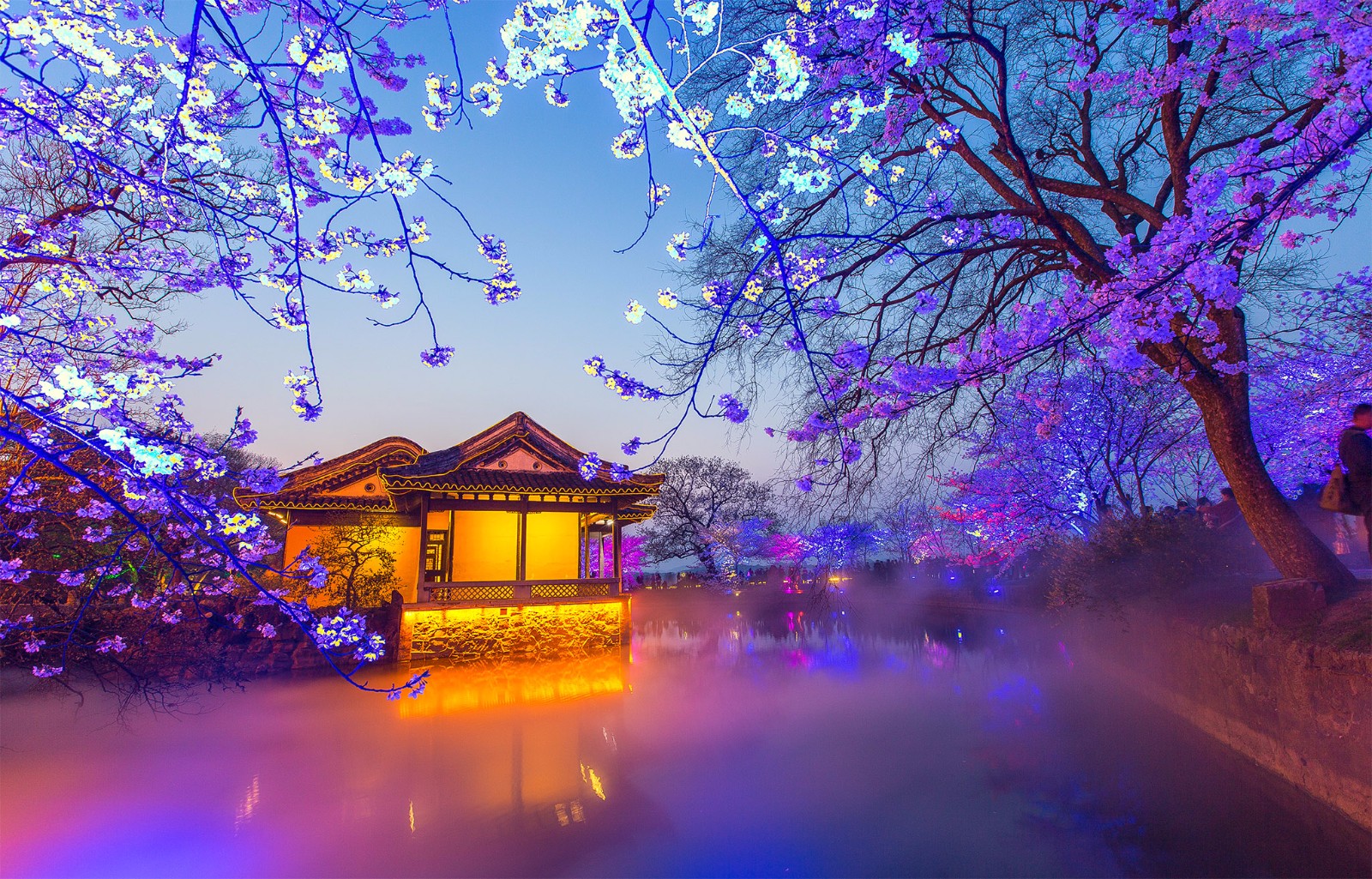 无锡太湖鼋头渚国际樱花节,夜樱成为热点