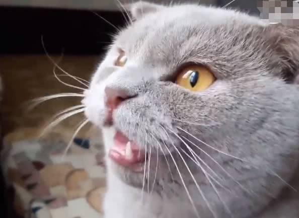 蓝猫一听主人说没钱买罐头,表情立马就变了:你再给朕说一遍
