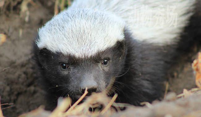 动物世界: 平头哥蜜獾那么厉害 真的就没有天敌了吗?