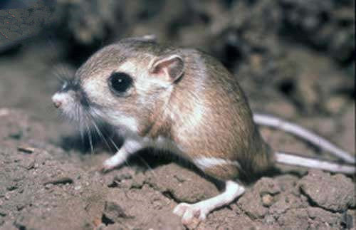 这种跳囊鼠,可以5年不喝水活下来,人类恐怕一天都不能不喝水.