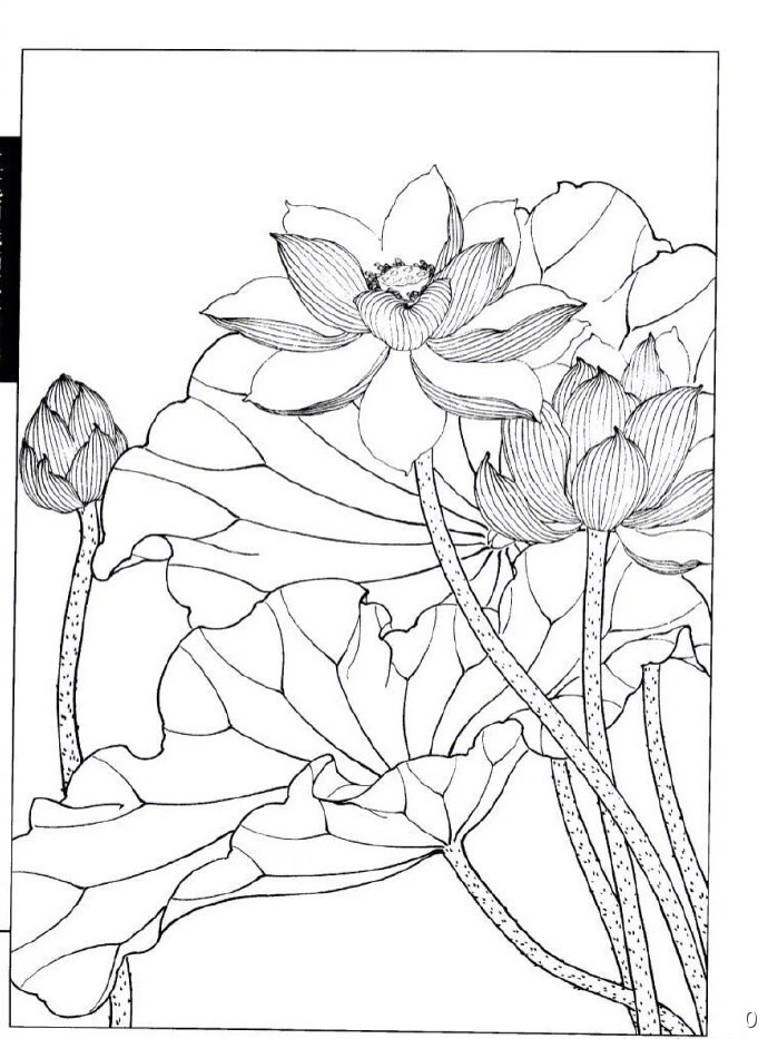 闲来无事,试试勾线填色,亲手创作一幅属于自己的荷花作品.