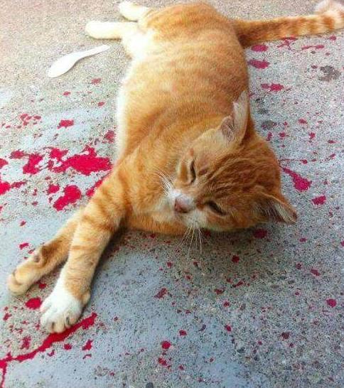 路边一只橘猫倒在血泊中,急忙前去查看,知道真相后笑出了声