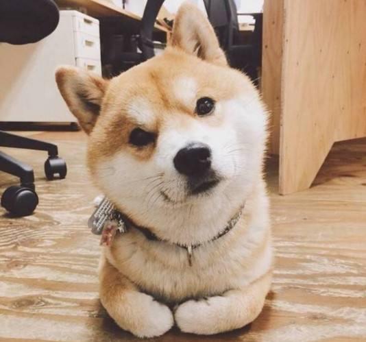 柴犬陪主人散步,突然撒娇耍赖.主人一把抱上就往家走