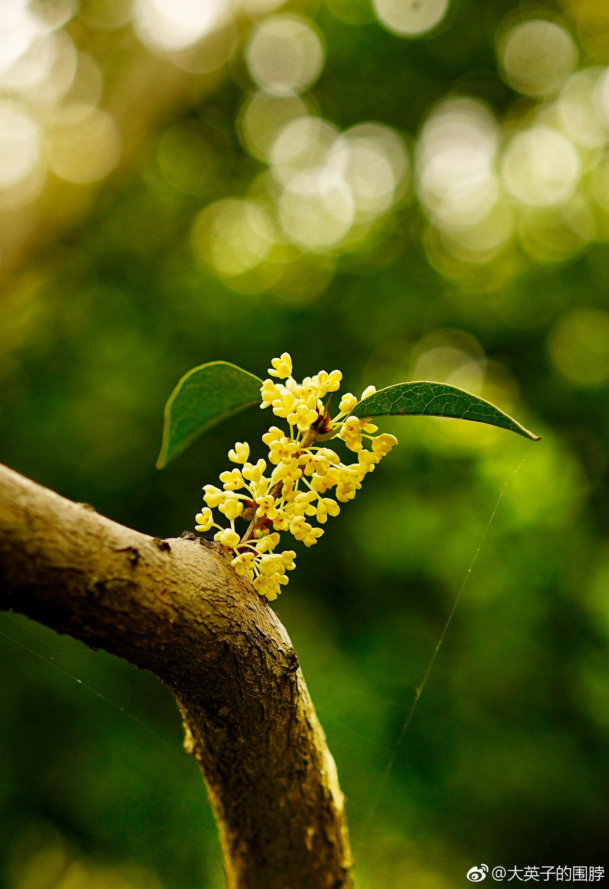 原创摄影|桂花|桂花酱|桂花茶_新浪新闻