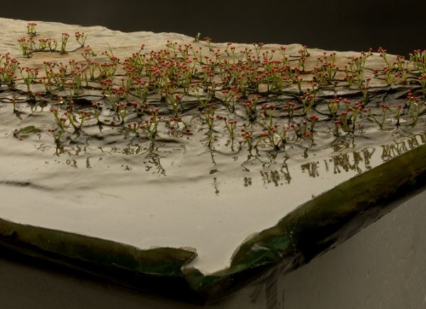 这种6厘米长的植物叫作"库克逊蕨",生活在距今4.