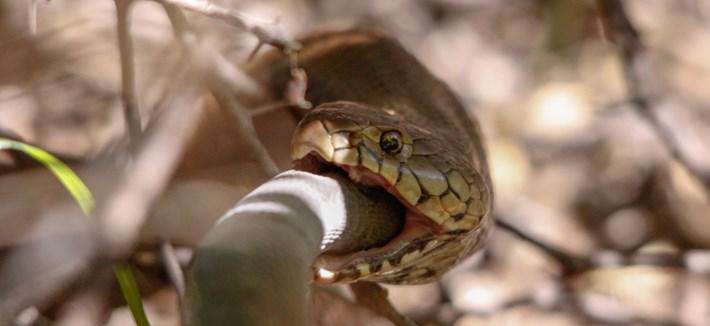 一组罕见的照片,眼镜蛇吞食巨毒黑曼巴