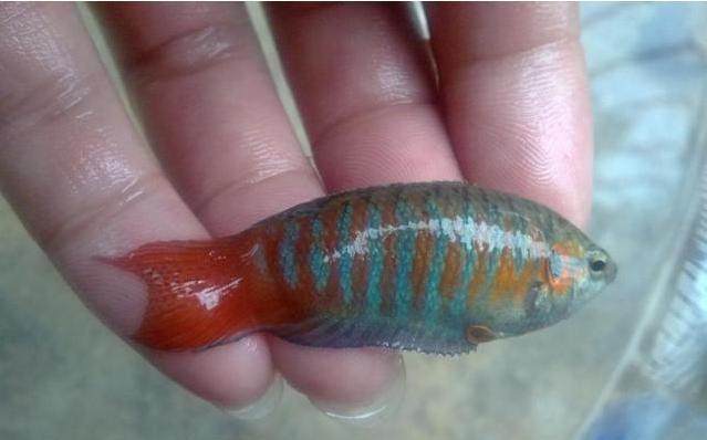 农村的"金鱼",色彩斑斓,90后小时候拿玻璃瓶装着它