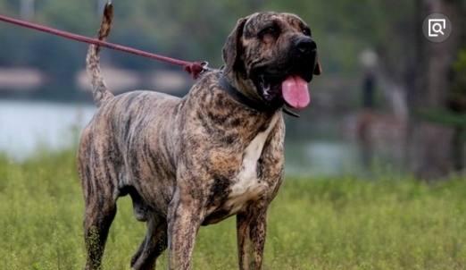 世界上最丑的5大獒犬品种,女生看了望而却步,男生看了喜爱有加