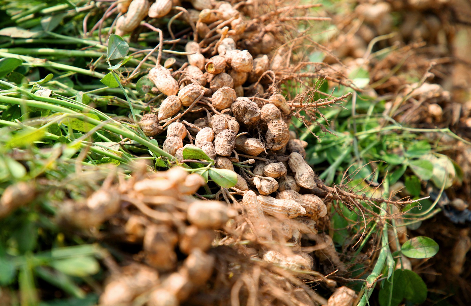 河南大哥称收获的花生为水果 城里人最爱_新浪看点