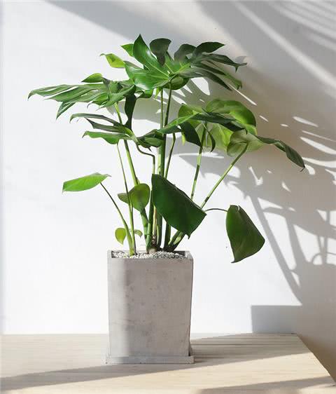 这几种绿植盆栽叶子独特,养在室内也能绿得发油,赶紧养几盆吧