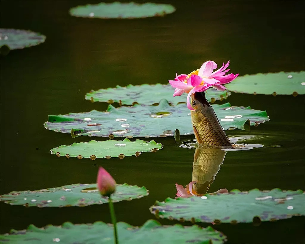 鱼吃荷花的精彩瞬间|摄影师程幸福抓拍作品欣赏