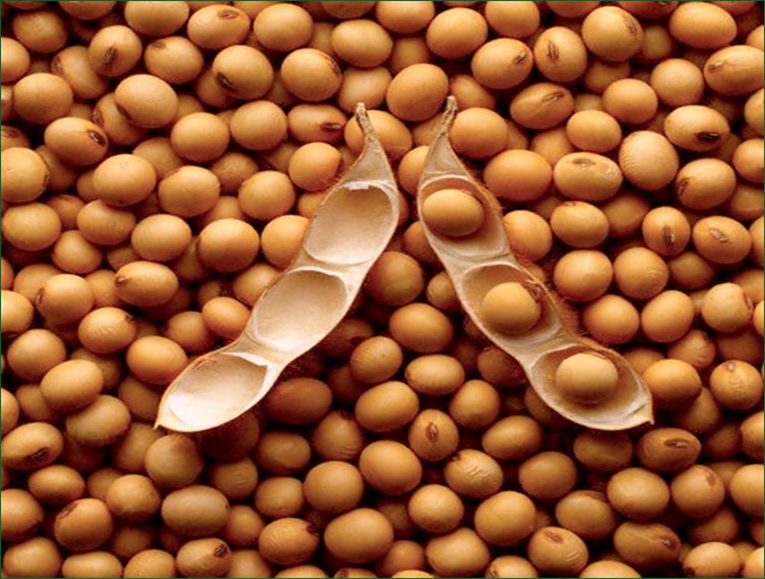 大豆类过敏指哪些豆_大豆类食物有哪些