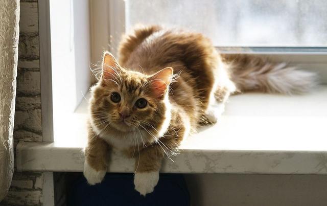 喵星人喜欢什么样的铲屎官?猫:天天给我小鱼干