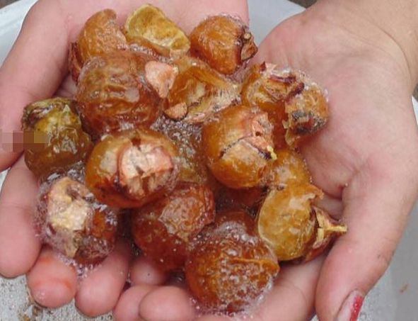 农村特有的"肥皂树",搓一搓果实就有泡沫,是天然的"洗洁精"