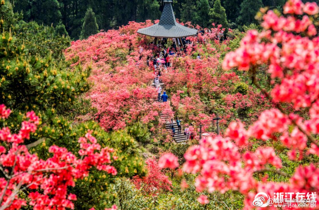 满山遍野杜鹃姿态万千,花团锦簇,身临其中,宛如置身仙境