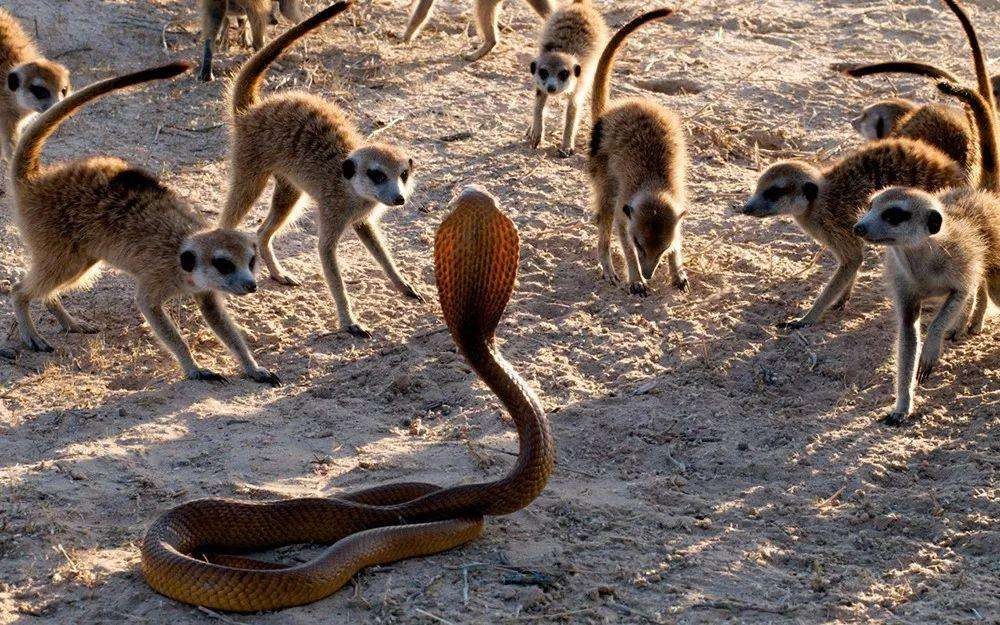 澳大利亚毒蛇泛滥成灾图片